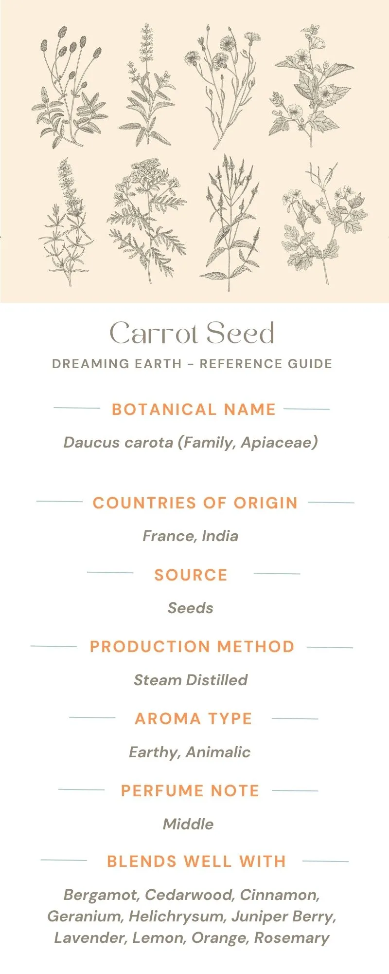 Carrot Seed Essential Oil